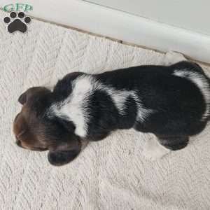 Duke, Basset Hound Puppy