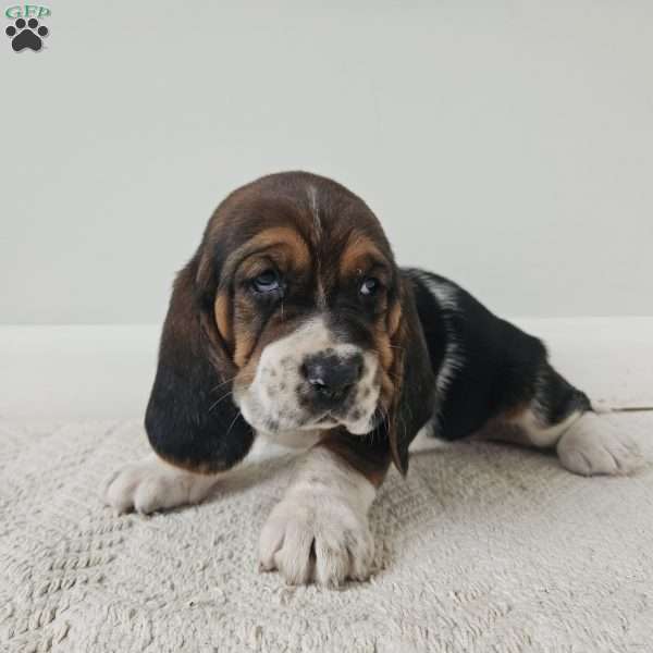 Duke, Basset Hound Puppy