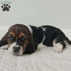 Duke, Basset Hound Puppy