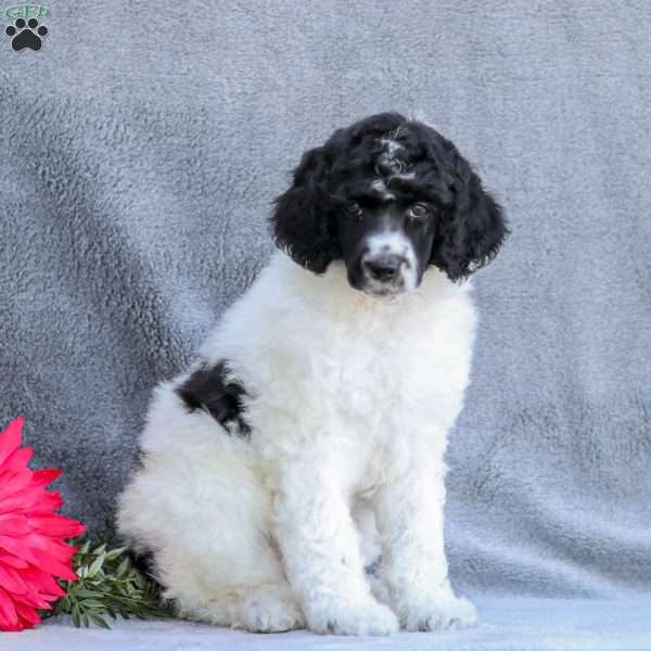 Flash, Standard Poodle Puppy