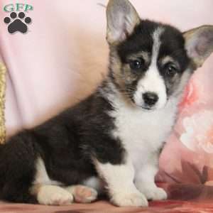 Finn, Pembroke Welsh Corgi Puppy