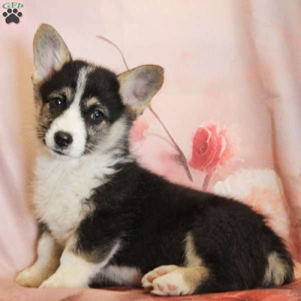 Finn, Pembroke Welsh Corgi Puppy