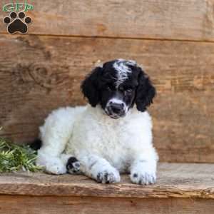 Fiona, Standard Poodle Puppy