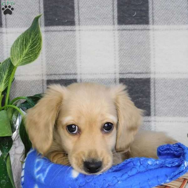 Xander (mini), Dachshund Puppy