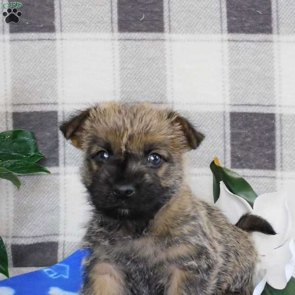 Yankee, Cairn Terrier Puppy
