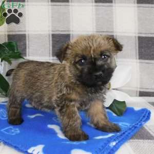 Yankee, Cairn Terrier Puppy