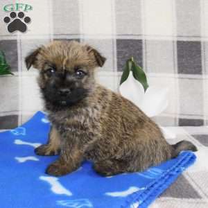 Yankee, Cairn Terrier Puppy