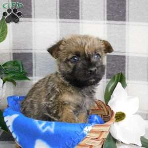 Yankee, Cairn Terrier Puppy