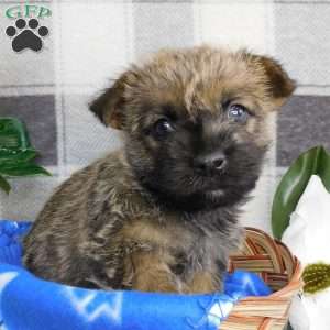 Yankee, Cairn Terrier Puppy