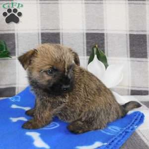 Yankee, Cairn Terrier Puppy