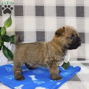 Yankee, Cairn Terrier Puppy