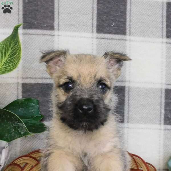 Yukon, Cairn Terrier Puppy