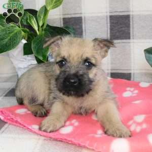 Yukon, Cairn Terrier Puppy