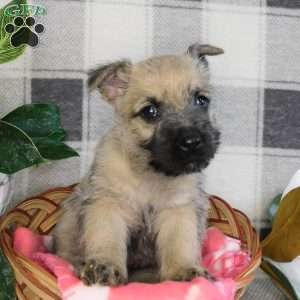 Yukon, Cairn Terrier Puppy