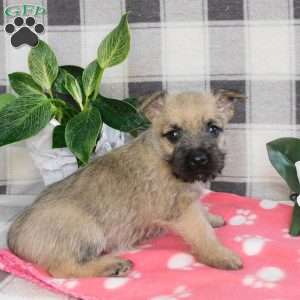 Yukon, Cairn Terrier Puppy