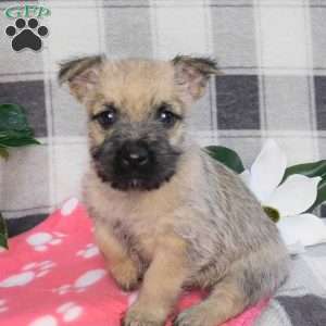 Yukon, Cairn Terrier Puppy