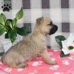 Yukon, Cairn Terrier Puppy