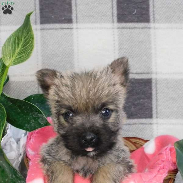 Yvonne, Cairn Terrier Puppy