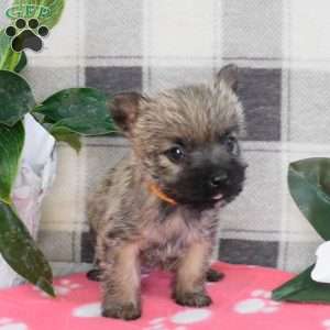 Yvonne, Cairn Terrier Puppy