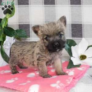 Yvonne, Cairn Terrier Puppy
