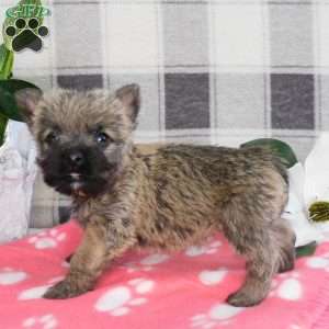 Yvonne, Cairn Terrier Puppy