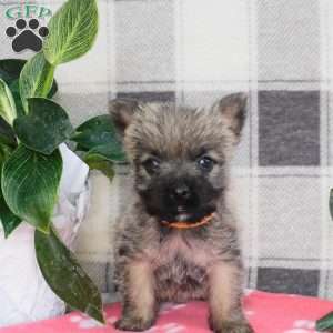 Yvonne, Cairn Terrier Puppy