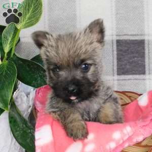 Yvonne, Cairn Terrier Puppy
