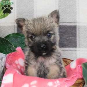 Yvonne, Cairn Terrier Puppy