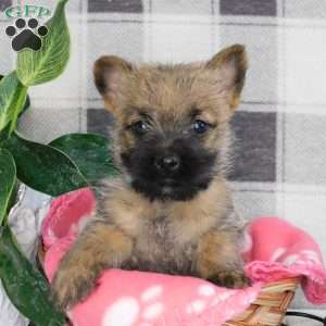 Yolanda, Cairn Terrier Puppy