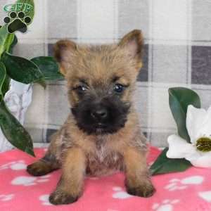 Yolanda, Cairn Terrier Puppy