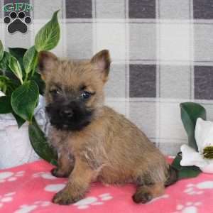 Yolanda, Cairn Terrier Puppy