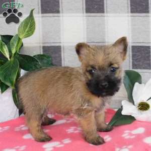 Yolanda, Cairn Terrier Puppy