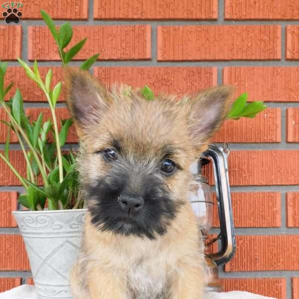 Yolanda, Cairn Terrier Puppy