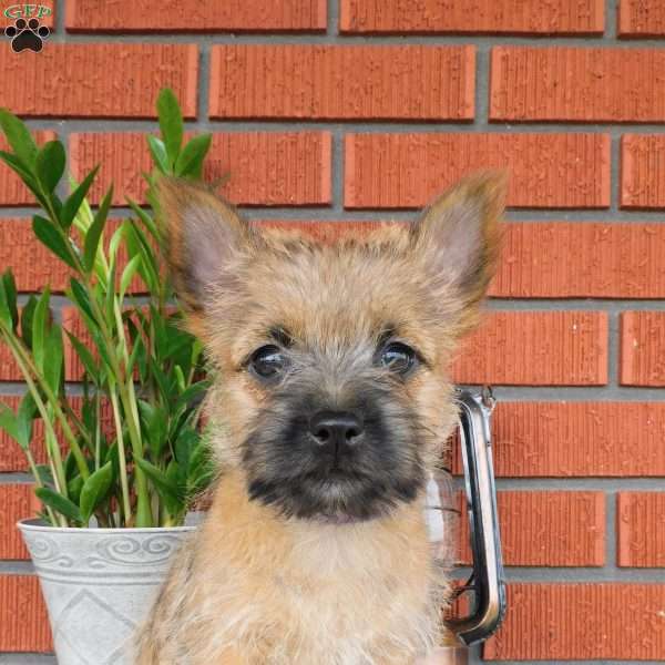 Yvette, Cairn Terrier Puppy