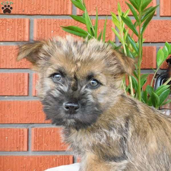 Yankee, Cairn Terrier Puppy