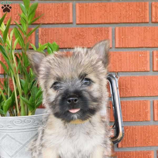 Yvonne, Cairn Terrier Puppy