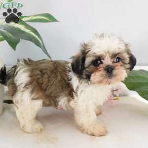 Sophie, Shih Tzu Puppy