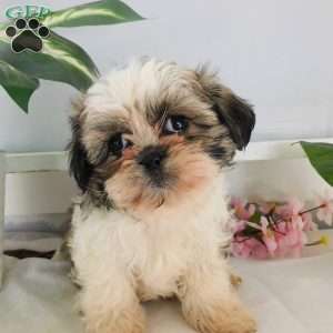 Sophie, Shih Tzu Puppy