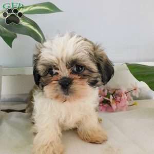 Sophie, Shih Tzu Puppy