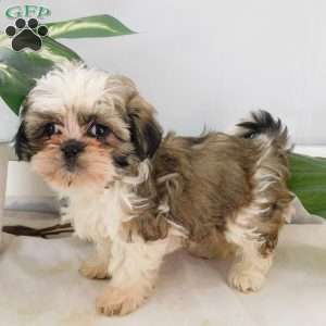 Sophie, Shih Tzu Puppy
