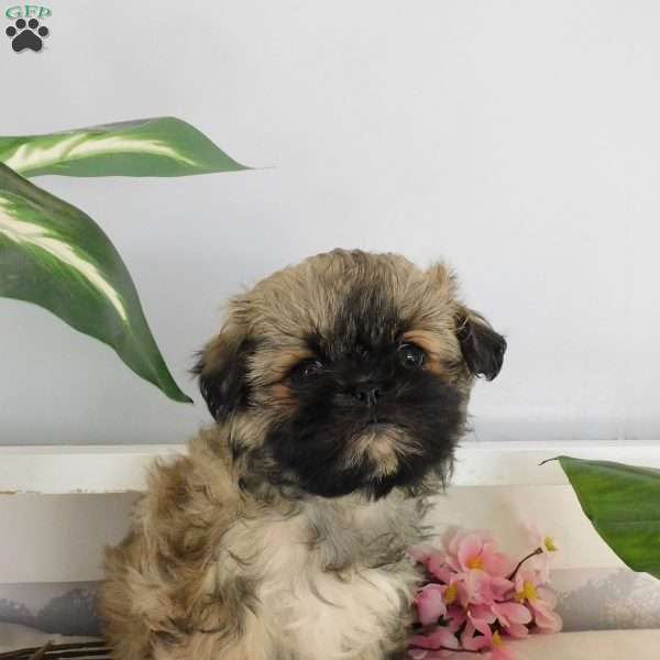 Gracie, Shih Tzu Puppy
