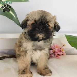 Gracie, Shih Tzu Puppy