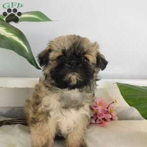 Gracie, Shih Tzu Puppy