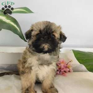 Gracie, Shih Tzu Puppy