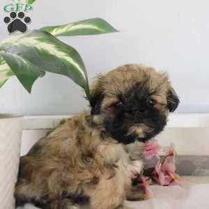 Gracie, Shih Tzu Puppy