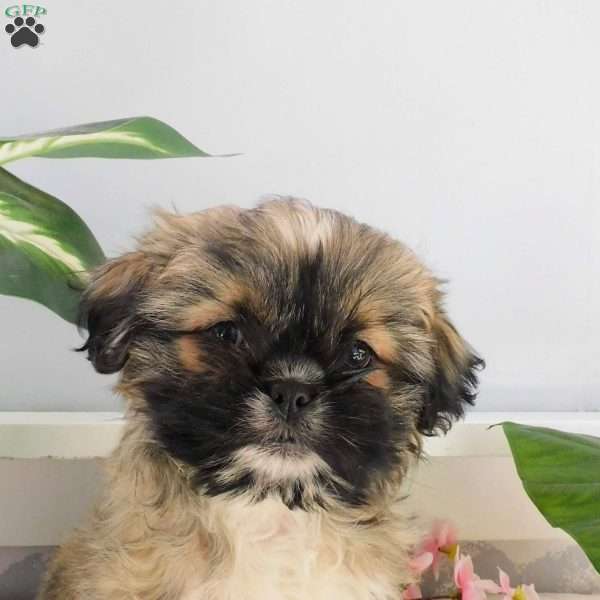 Rosie, Shih Tzu Puppy