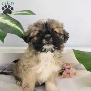 Rosie, Shih Tzu Puppy