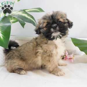 Rosie, Shih Tzu Puppy