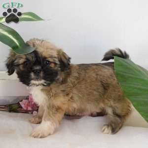 Rosie, Shih Tzu Puppy