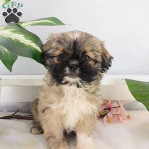 Rosie, Shih Tzu Puppy